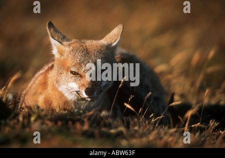 Pampa Fox (Lycalopex gymnocercus). Adulto giacente Foto Stock