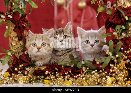 Natale: Katzen - tre tabby gattini nella decorazione di Natale Foto Stock