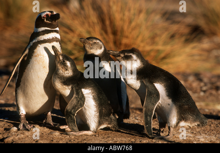 Magellanic penguin con tre cuccioli / Spheniscus magellanicus