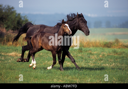 Cavallo di Vestfalia - mare con puledro Foto Stock