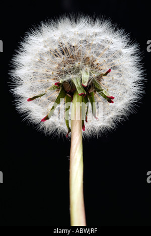 Tarassaco taraxacum testa sfondo nero selvaggio fiore pascolo di erba di sementi prato frutti maturi galleggiante fly luce di zucchero bianco secco Foto Stock