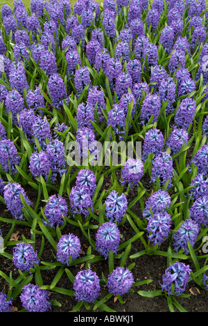 Il fogliame di giacinto fiore fiorisce la molla blu lilla viola capo gruppo presto grande massa close up orizzontale scenic iconico Foto Stock