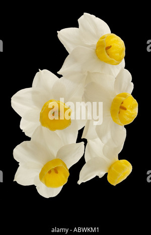 White narcisi daffodil crema bianca gruppo petalo fiore close up orizzontale scenic iconica atmosferica di viaggio moody classic Foto Stock