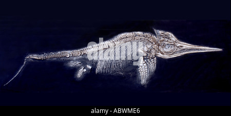 Ichthyosaur, un rettile marino noto come un pesce-lucertola che vivevano in oceani nell'Era Mesozoica. Foto Stock