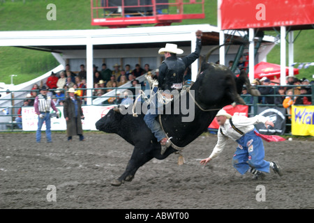 I cowboys vaiolatura le loro abilità contro ruvido e vizioso tori a Stampede Alberta Canada Foto Stock