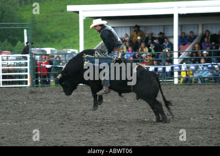 I cowboys vaiolatura le loro abilità contro ruvido e vizioso tori a Stampede Alberta Canada Foto Stock