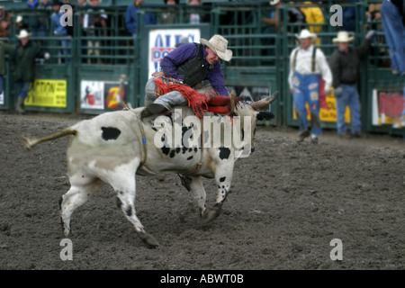 I cowboys vaiolatura le loro abilità contro ruvido e vizioso tori a Stampede Alberta Canada Foto Stock