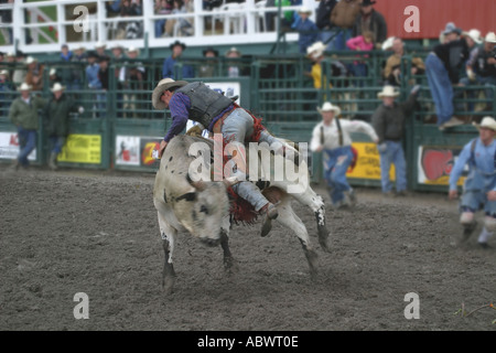 I cowboys vaiolatura le loro abilità contro ruvido e vizioso tori a Stampede Alberta Canada Foto Stock