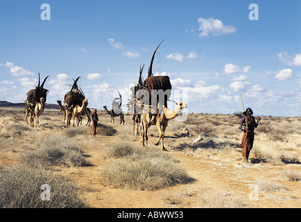 Gabbra donna protagonista di una catena di cammelli durante la migrazione Foto Stock
