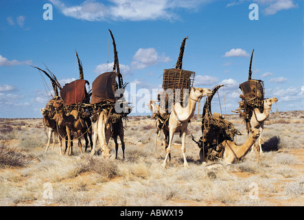 Gabbra cammelli prendendo un riposo durante una migrazione Foto Stock