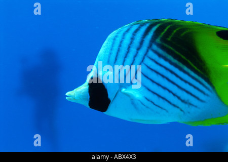 Close up di un threadfin butterflyfish Okinawa in Giappone Foto Stock