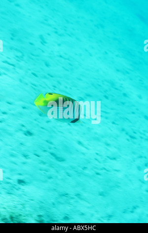 Vista laterale di un threadfin butterflyfish Okinawa in Giappone Foto Stock