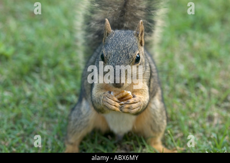 Un Fox Squirrel o est-Fox Squirrel o Bryant's scoiattolo Sciurus niger, mangia un dado. Oklahoma, Stati Uniti d'America. Foto Stock