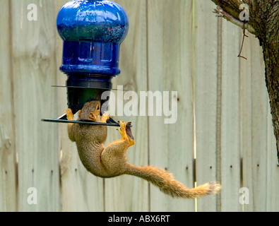 Fox Squirrel o est-Fox Squirrel o Bryant's scoiattolo (Sciurus niger) derubando sementi provenienti da un alimentatore di uccelli nella città di Oklahoma, Oklahoma, Stati Uniti d'America. Foto Stock