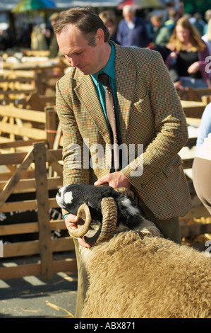 Giudice ispeziona una pecora a Masham ovini Fiera, Yorkshire, Inghilterra, Regno Unito Foto Stock