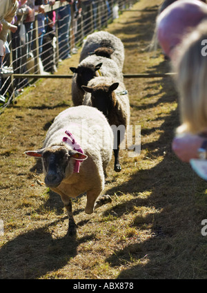 Pecore racing oltre gli ostacoli a Masham ovini Fiera, Yorkshire, Inghilterra, Regno Unito Foto Stock