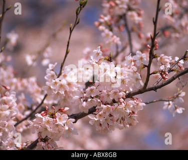 Cherry Blossoms Foto Stock