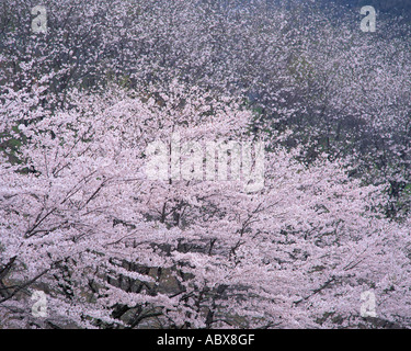 Fiori Ciliegio Foto Stock