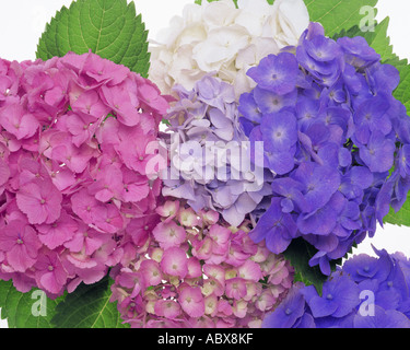 Close up di coloratissimi fiori di ortensie Foto Stock