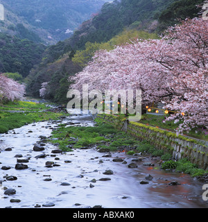 Fiore di Ciliegio alberi e fiume di Shizuoka Giappone Foto Stock