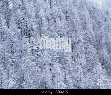 Coperta di neve alberi in Utsukushigahara Nagano Giappone Foto Stock