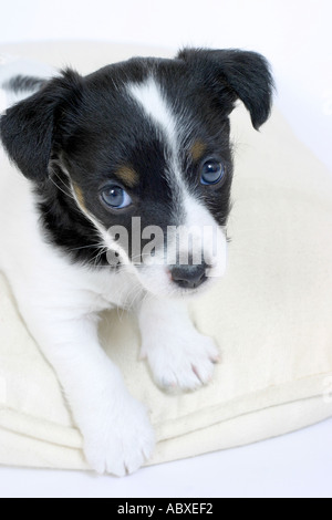 Jack Russel Terrier cucciolo di cane Foto Stock