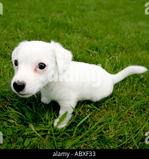 Jack Russell Terrier cucciolo di cane Foto Stock