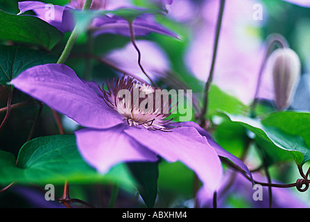 Clematis Ramona fiore. Primo piano di fioritura decidua viola nel Central Park Conservatory Garden nel New York City Central Park. Foto Stock