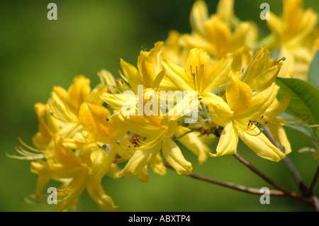 Giallo Azalea Rhododendron luteum syn. Rhododendron flavum e Azalea pontica chiamato anche Caprifoglio azalea Foto Stock