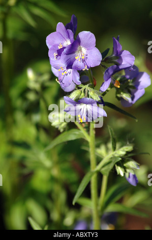 Jacobs fiore scaletta Polemonium caeruleum chiamato anche Sky pilota o di valeriana greca Foto Stock