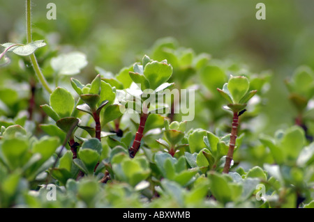 Stonecrop Tworow Sedum spurium chiamato anche del drago di Sedum di sangue Foto Stock