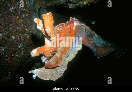 Australian gigante Le Seppie Sepia apama con tentacoli danneggiato causato da combattimento di accoppiamento Foto Stock