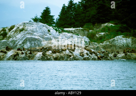 Stellar leoni di mare sul marmo del Sud Alaska AK Foto Stock