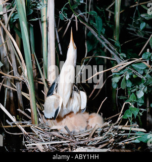 Tarabusino Ixobrychus minutus Blongios nain mâle au nid avec ses oisillons in Europa Foto Stock