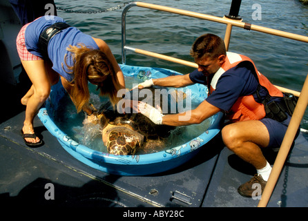 La tartaruga di mare riabilita ospedale malato o ferito le tartarughe di mare nei pressi di Maratona in Florida Keys Foto Stock