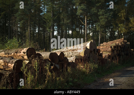 Legno woodyard cantiere in legno registrazione registro foresta crescono gli anelli di un albero visto legname forestale sostenibile lumberjack Foto Stock