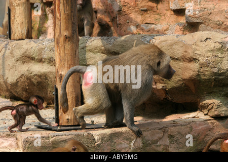 A Sulawesi Crested Macaque Macaca nigra madre è seguita dalla sua giovane bambino a Paignton Zoo riserva naturale Devon England Regno Unito Foto Stock