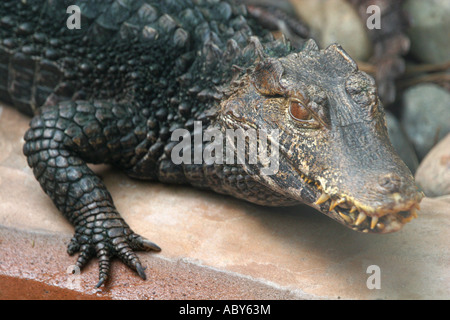 Primo piano di una nana coccodrillo Caimano Paleosuchus palpebrosus appoggiato accanto al bordo delle acque Zoo di Paignton Devon England Regno Unito Foto Stock