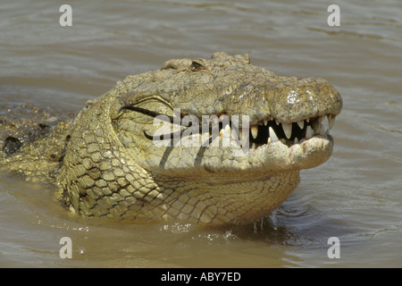 La caccia di coccodrillo e mangiare una gazzella Crocodylus piloticus Nilkrokodil Masai Mara riserva faunistica Foto Stock