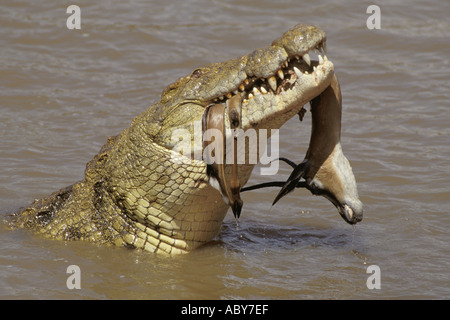 La caccia di coccodrillo e mangiare una gazzella Crocodylus piloticus Nilkrokodil Masai Mara riserva faunistica Foto Stock