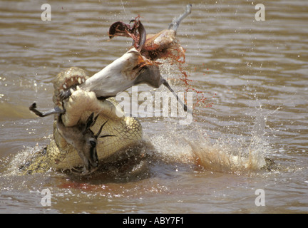 La caccia di coccodrillo e mangiare una gazzella Crocodylus piloticus Nilkrokodil Masai Mara riserva faunistica Foto Stock