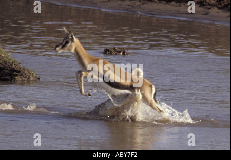 La caccia di coccodrillo e mangiare una gazzella Crocodylus piloticus Nilkrokodil Masai Mara riserva faunistica Foto Stock