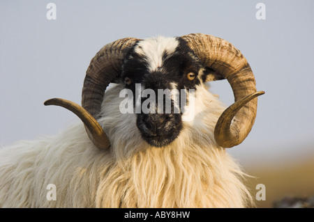 Blackface pecore, un maschio o una ram orgogliosi in piedi contro il cielo in Cairngorm mountains, Highlands Scozzesi. Foto Stock