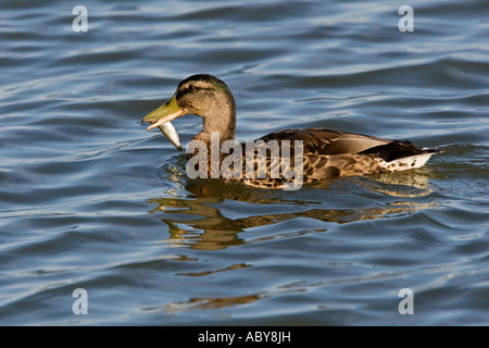 Femmina di Germano Reale Anas platyrhynchos su acqua con pesce Priory Park Bedford Foto Stock