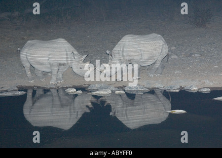 Il rinoceronte nero riflesso in waterhole presso il Parco Nazionale di Etosha Namibia Foto Stock