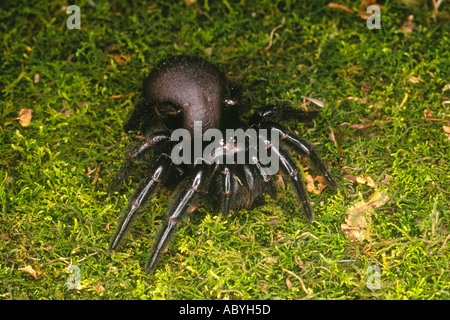 Imbuto di Sydney Web Spider, Atrax robustus . Questi ragni sono rinomati per la loro altamente tossici e ad azione rapida Venom. Foto Stock