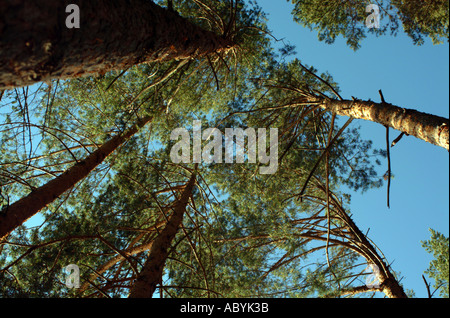 Abeti e forestale in area protetta stagione primavera vicino Lago di Bicaz Moldavia Romania Europa orientale Foto Stock