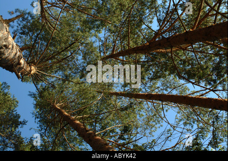 Abeti e forestale in area protetta stagione primavera vicino Lago di Bicaz Moldavia Romania Europa orientale Foto Stock