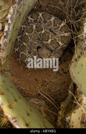 Western Diamondback Rattlesnake avvolto Crotalus atrox In prickley pear cactus Deserto Sonoran Arizona Foto Stock