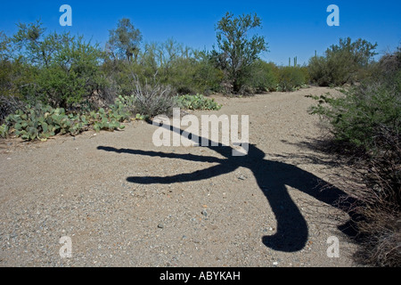 Ombra di cactus Saguaro Carnegiea gigantea nel lavaggio del Deserto Deserto Sonoran Arizona Foto Stock